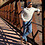Timothy_Dorcas